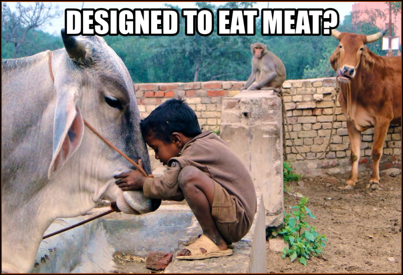 Are Humans Meat Eaters?
